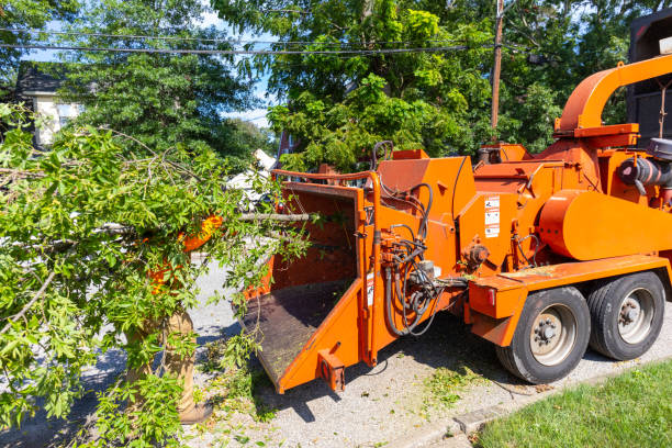 Professional Tree Service in Remsenburg Speonk, NY